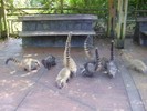 9430 coati3 p5120055 thumb