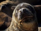 9650 SealAtHarbour thumb