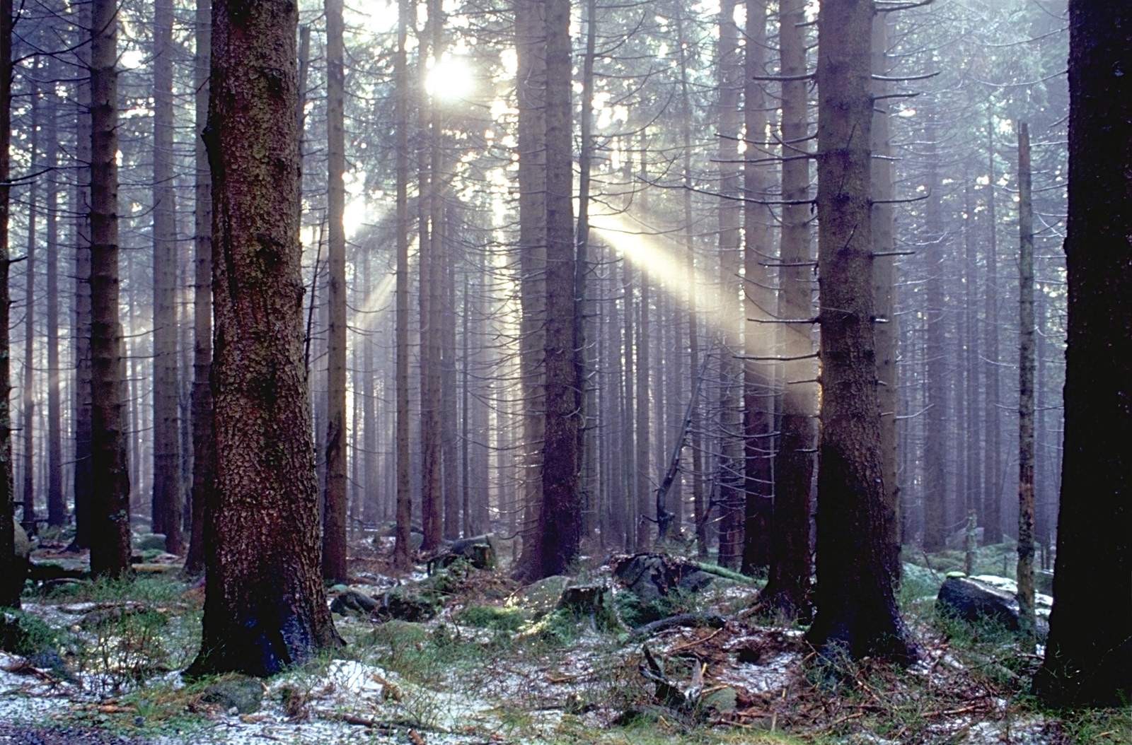 Image 0010_sunshiningthroughdustinwood.jpg
