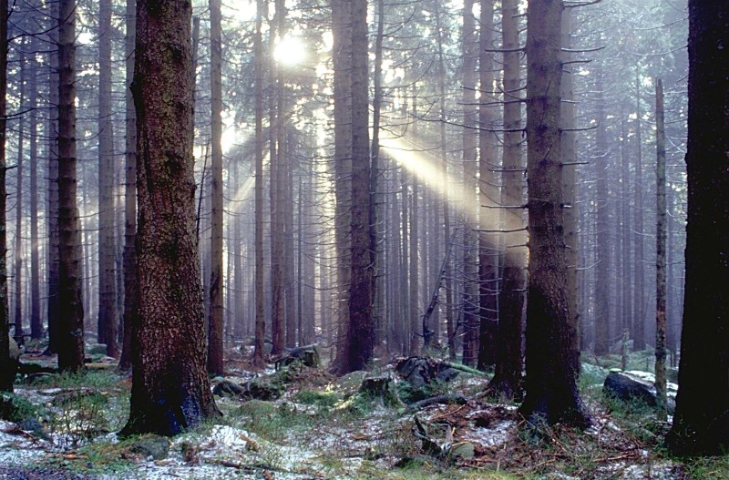 Image 0010_sunshiningthroughdustinwood.jpg