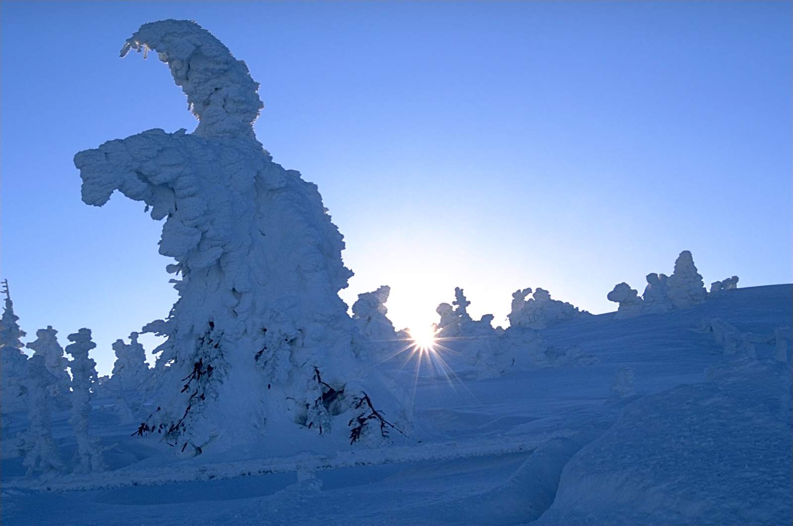 Image 0015_brockensnowedtreesinsun.jpg