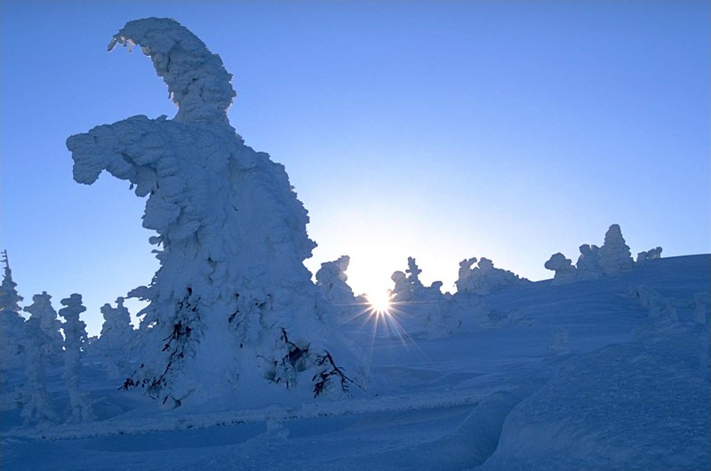 Image 0015_brockensnowedtreesinsun.jpg