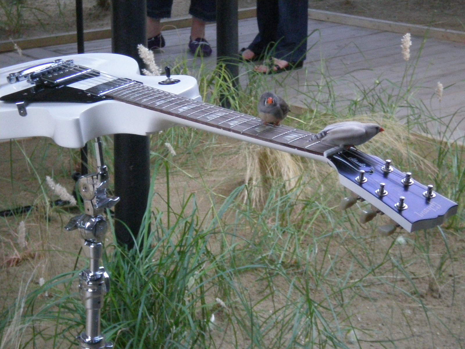 Image 1820_nantes_guitar_birds_p7080151.jpg