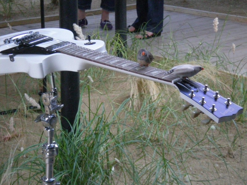 Image 1820_nantes_guitar_birds_p7080151.jpg