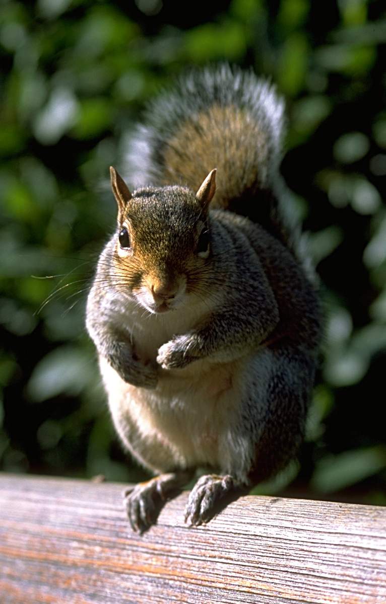 Image 2280_SquirrelInKensingtonPark.jpg