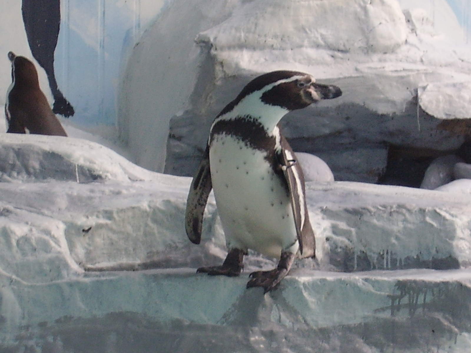 Image 6100_penguin_p3020062.jpg