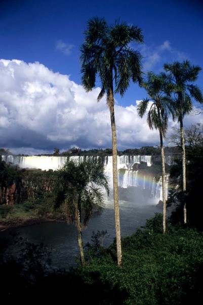 Image 9310_IguazuFallWithPalmtrees.jpg