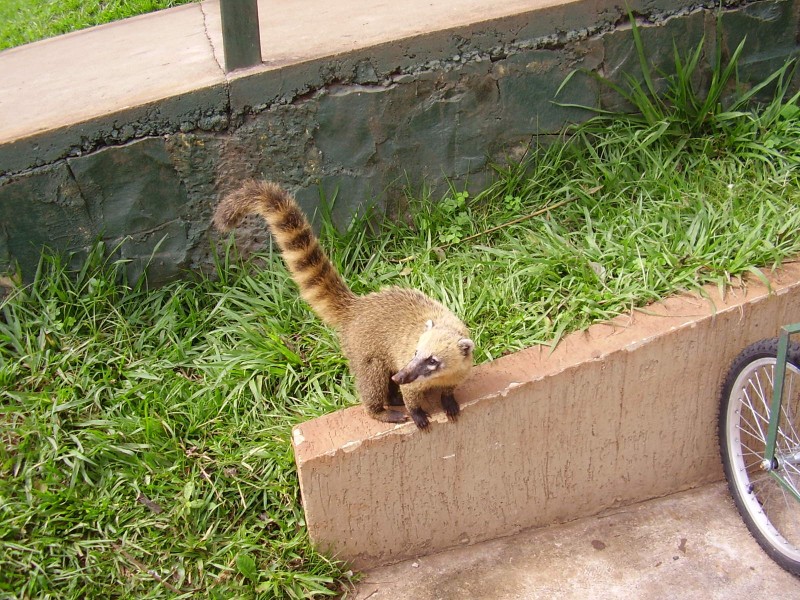 Image 9410_coati1_p5110029.jpg