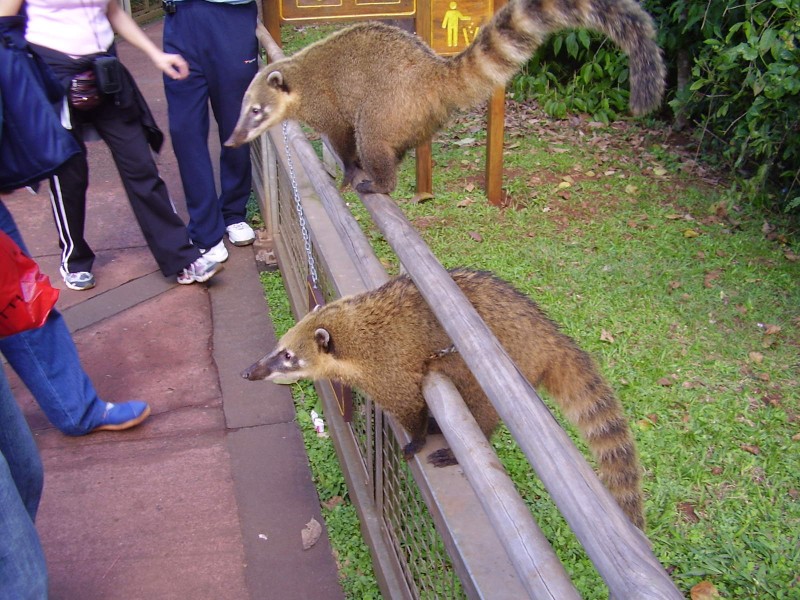 Image 9420_coati2_p5120049.jpg