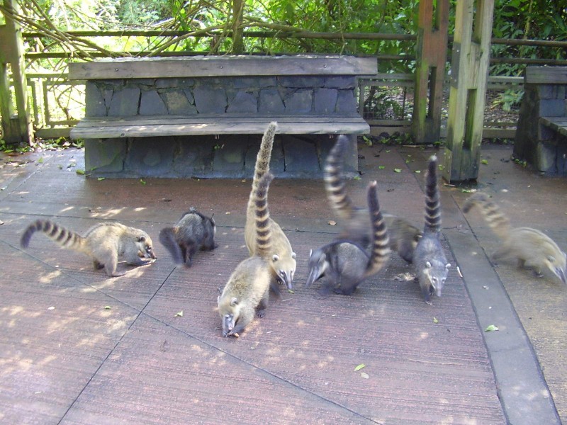 Image 9430_coati3_p5120055.jpg