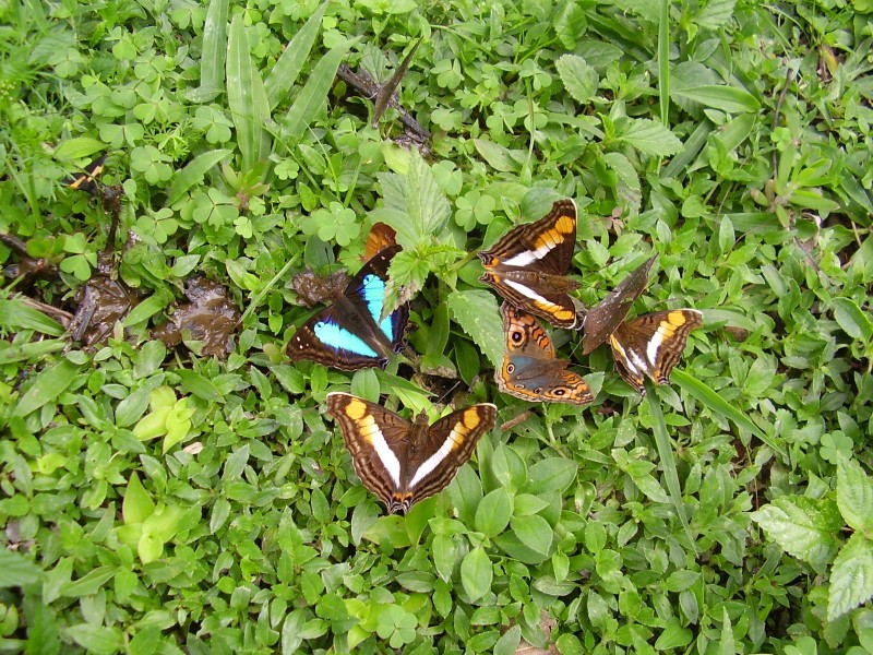 Image 9470_butterflys_p5110034.jpg