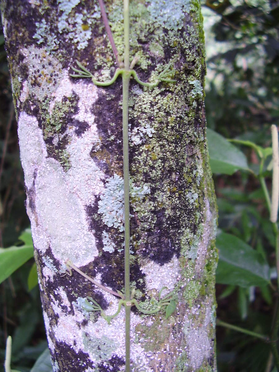 Image 9480_climbing_plant_p5110032.jpg