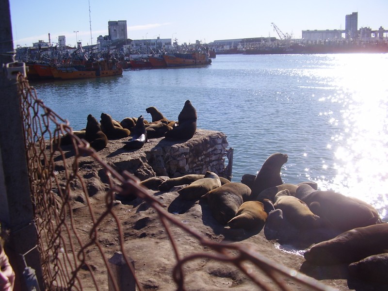 Image 9630_mardel_seals_in_harbour_p5180132.jpg