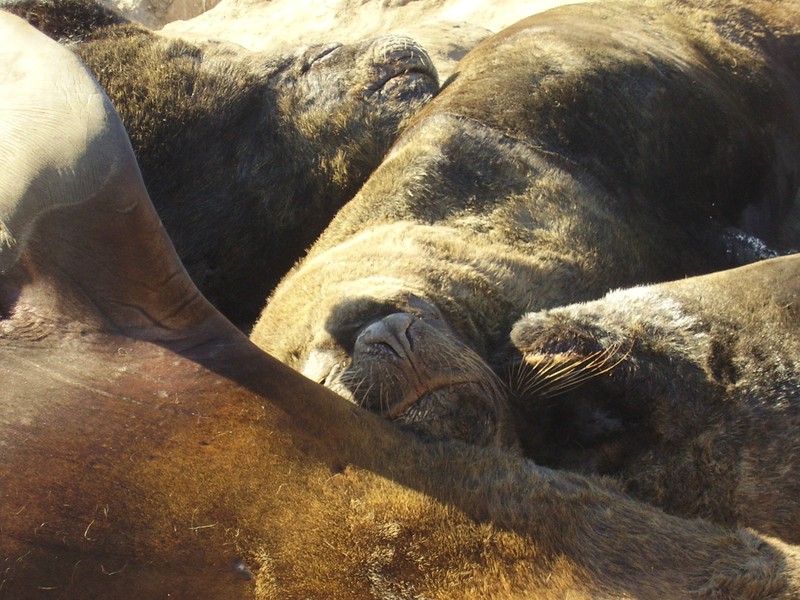 Image 9640_mardel_seals_in_harbour2_p5180136.jpg