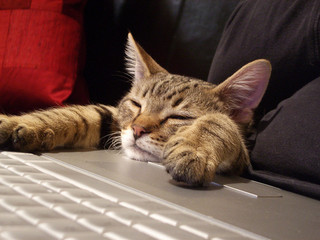 Sleepy? Comentaris i descans